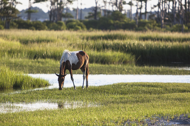 Assateague on the Move - related image preview