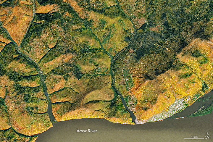 Autumn Along the Amur