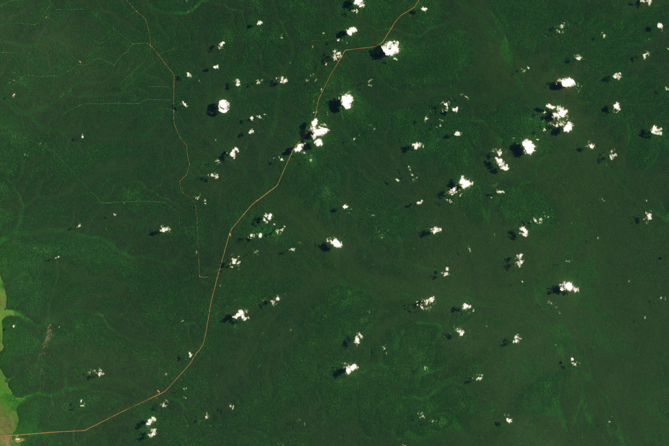 When a Road Leads to Deforestation - related image preview