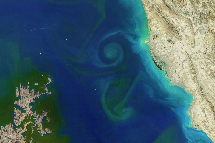 A Bloom in the Strait of Hormuz