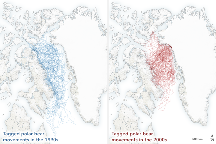 Polar Bears Struggle as Sea Ice Declines - related image preview