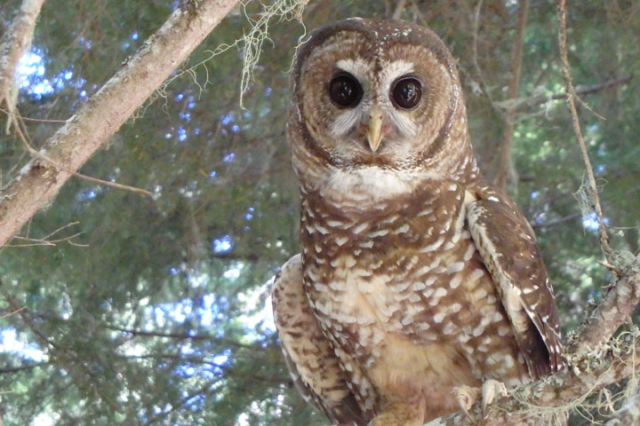 Spotting the Spotted Owl: 30 Years of Forest Disturbance