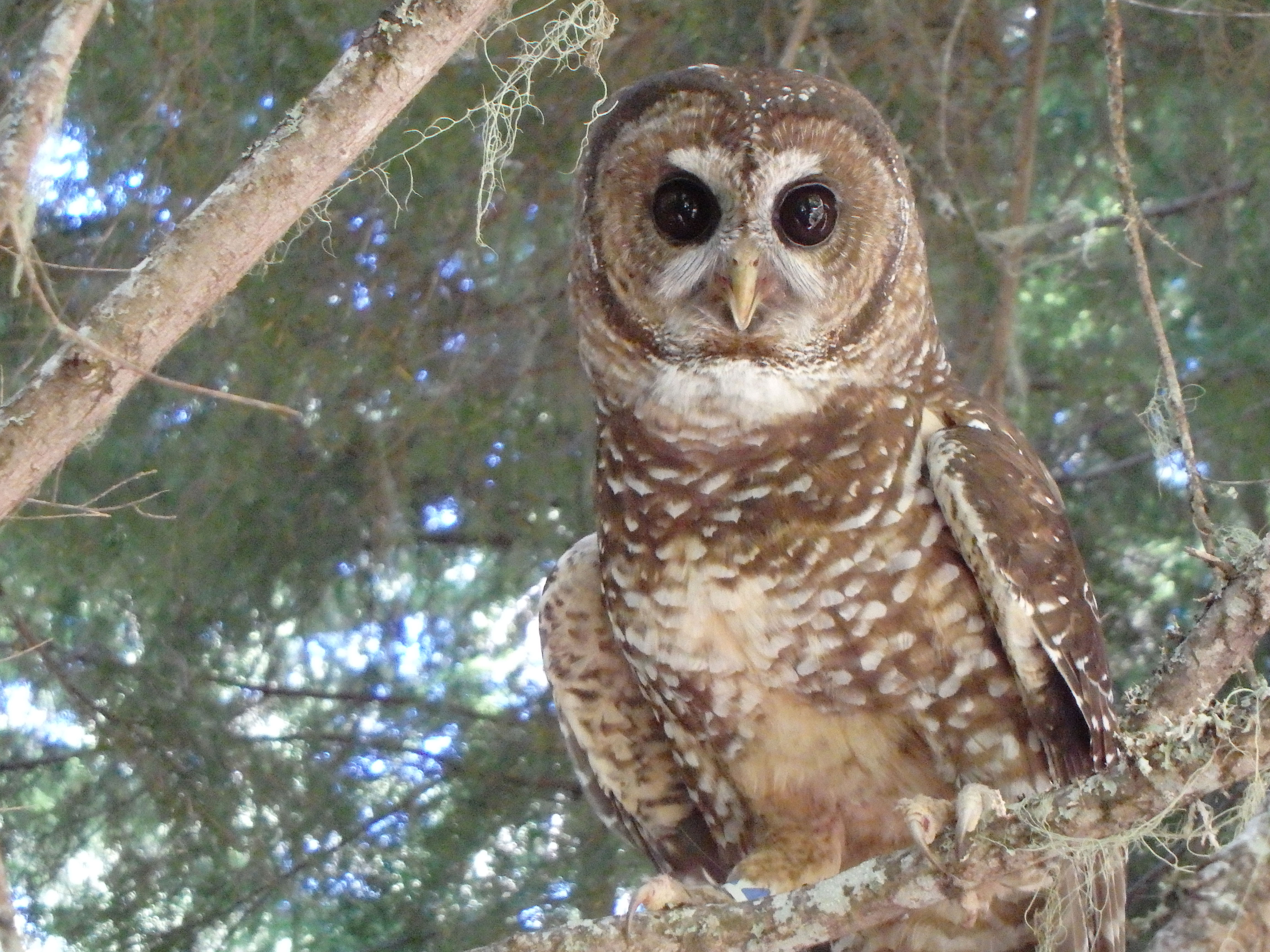 Spotting the Spotted Owl: 30 Years of Forest Disturbance - related image preview