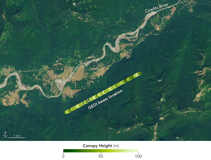 A New Measuring Stick for Forests - related image preview