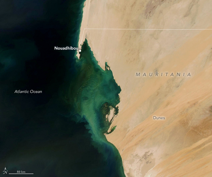 Perma-Blooms off Mauritania