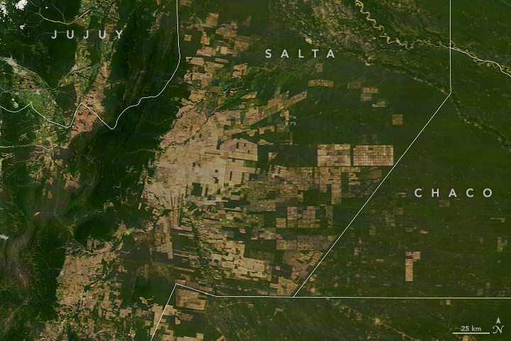 Deforestation in Argentina’s Gran Chaco