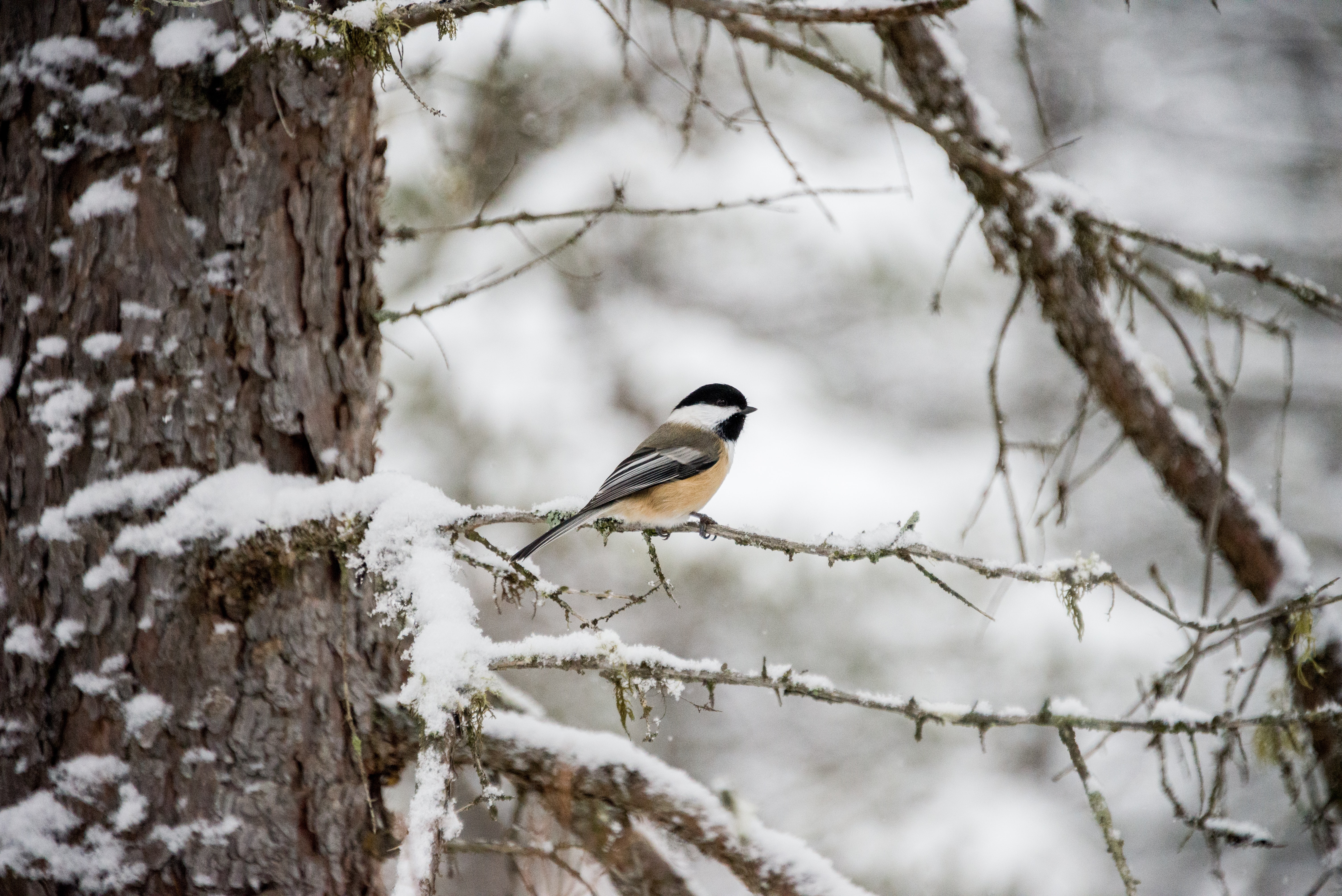 Temperatures Predict Bird Biodiversity - related image preview