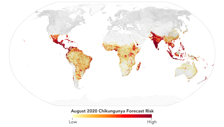 Checking on Chikungunya