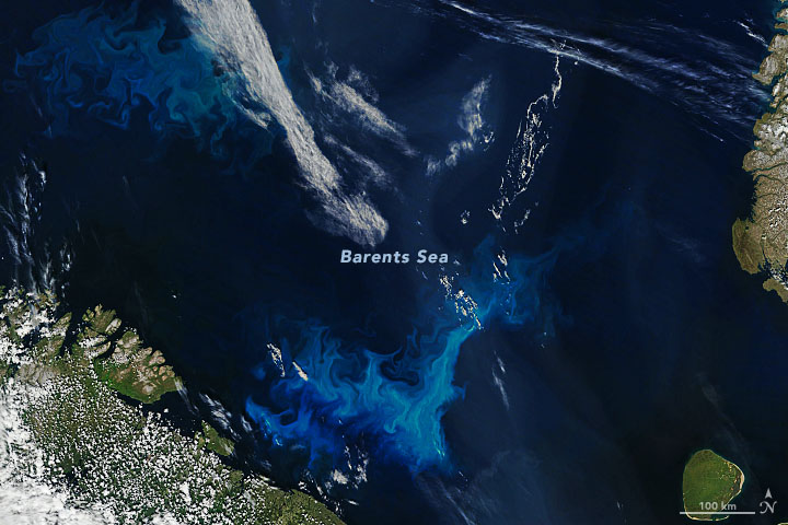 Phytoplankton Surge in Arctic Waters