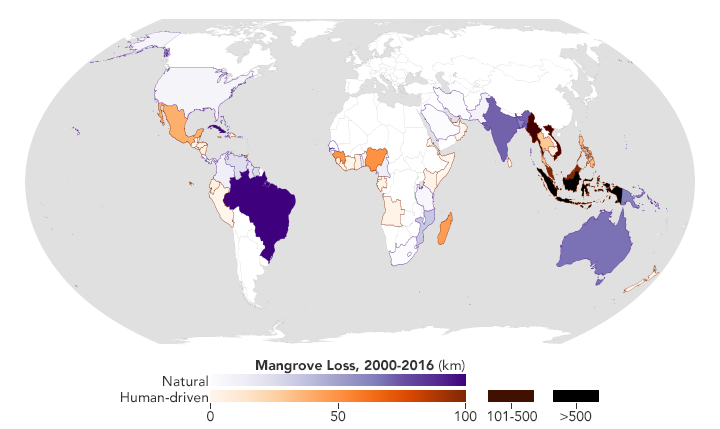 Mapping the Roots of Mangrove Loss