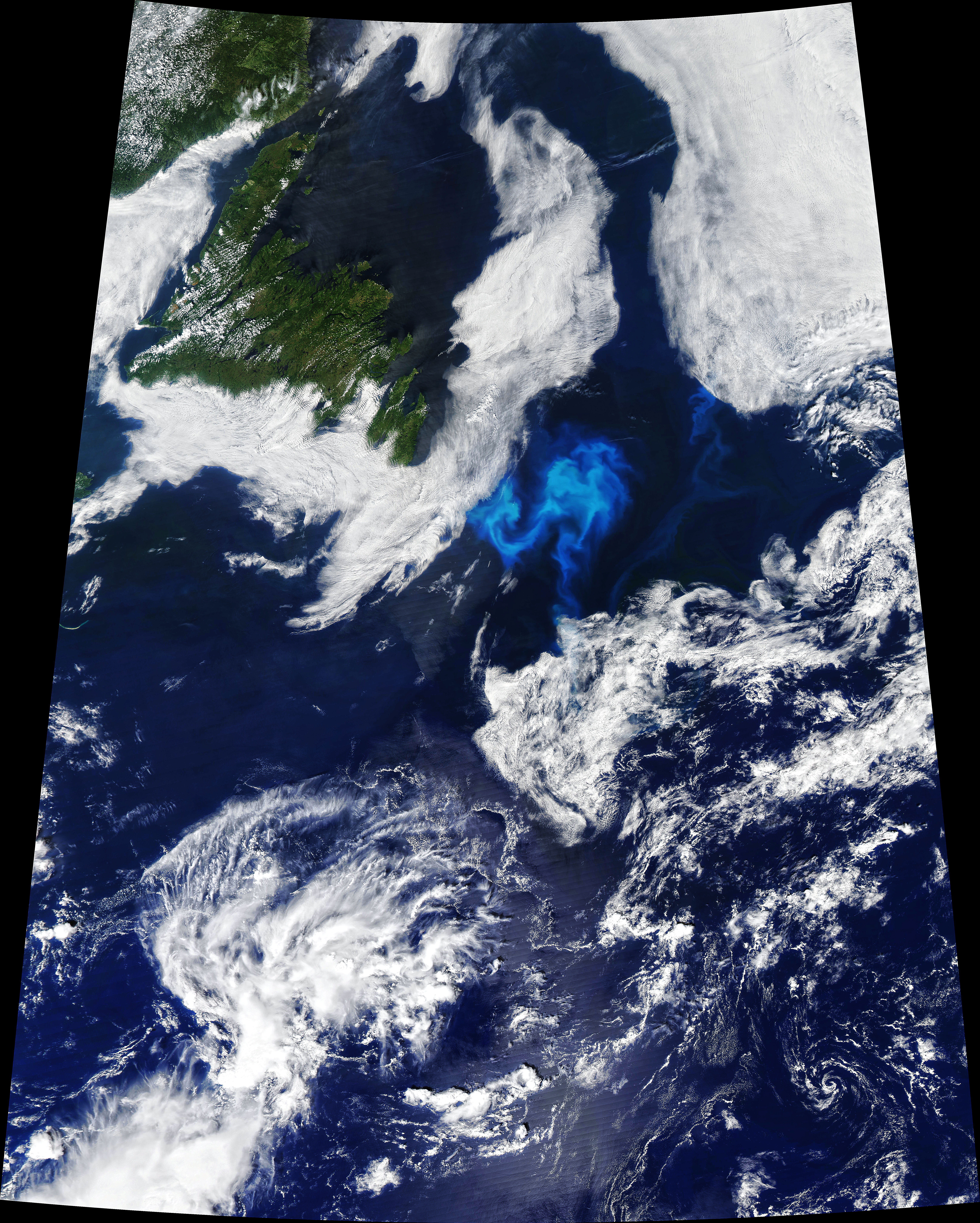 Persistent Phytoplankton - related image preview