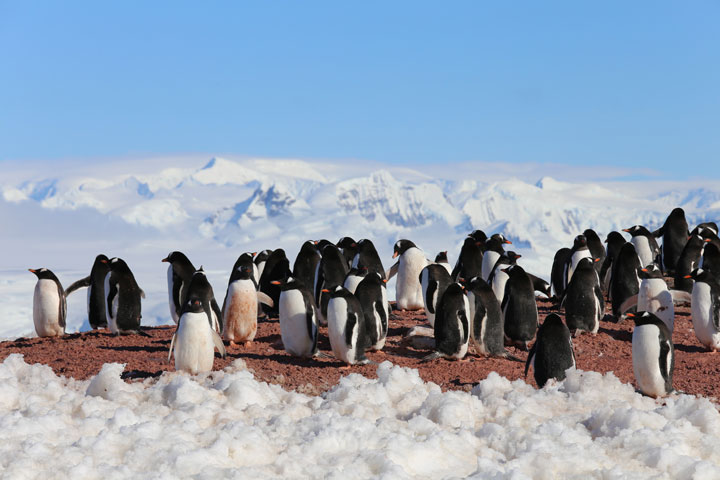 Cracking Icy Secrets of New Penguin Colonies - related image preview