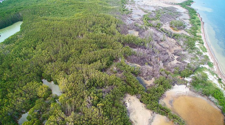 2020 Hurricanes Damage Vulnerable Mangroves - related image preview