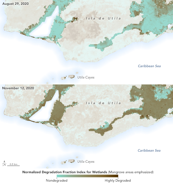 2020 Hurricanes Damage Vulnerable Mangroves - related image preview