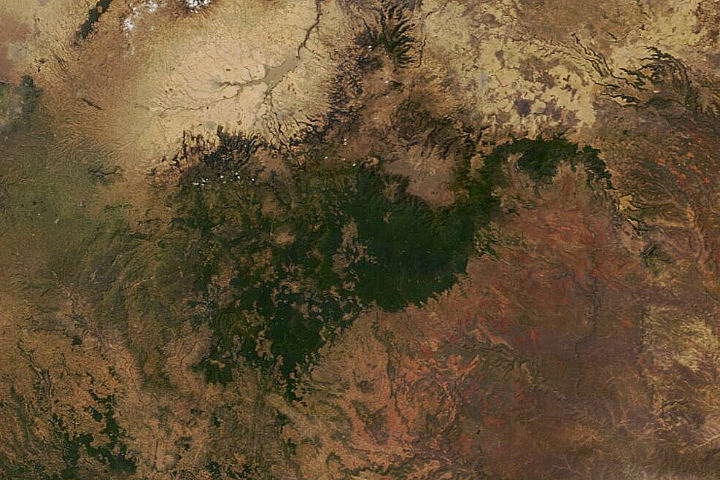 Ethiopia’s Forest in the Clouds - selected image