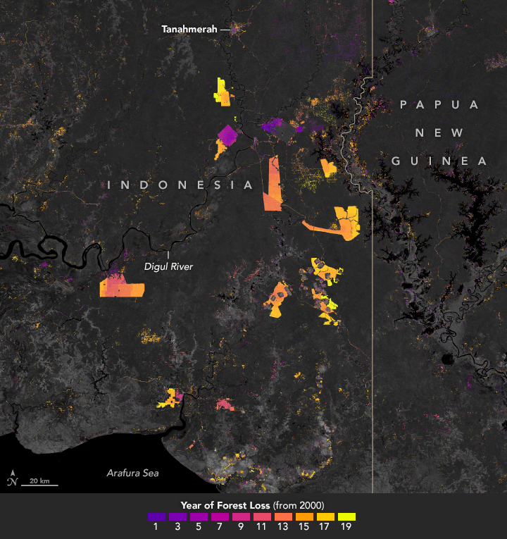 Deforestation in Papua - related image preview