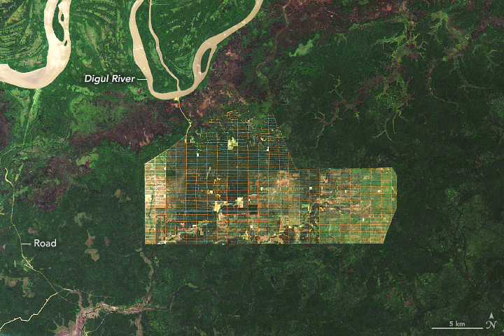 Deforestasi di Papua