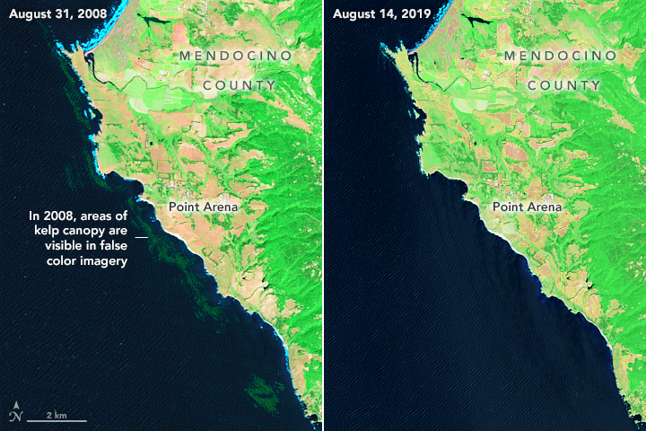 Monitoring the Collapse of Kelp Forests - related image preview