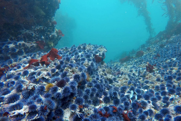 Monitoring the Collapse of Kelp Forests - related image preview