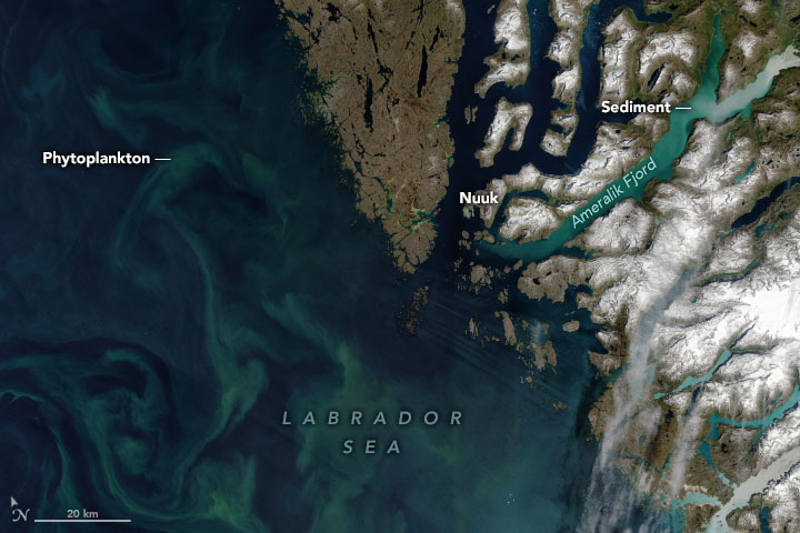 Autotrophs Abound in Arctic Waters