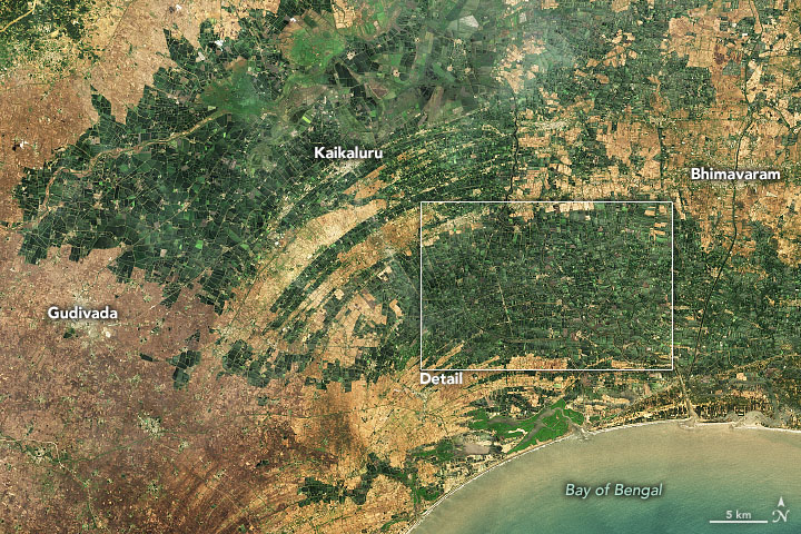 An Abundance of Aquaculture in Andhra Pradesh - related image preview