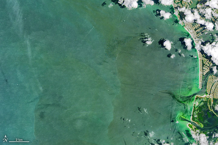 Algae Abound Along Florida Coast - related image preview