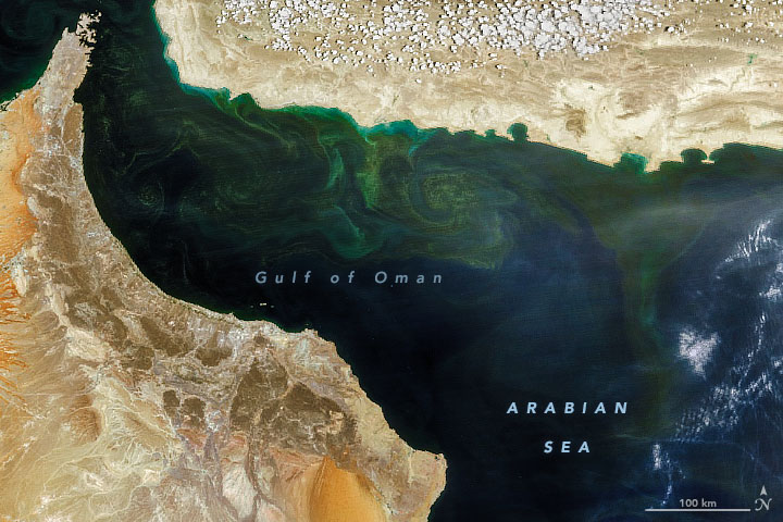 An Upended Ecosystem in the Arabian Sea