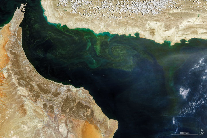 An Upended Ecosystem in the Arabian Sea - related image preview