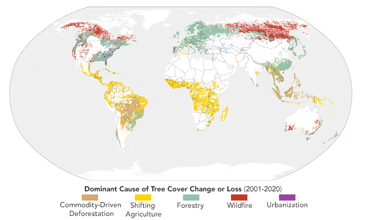 Sizing Up How Agriculture Connects to Deforestation