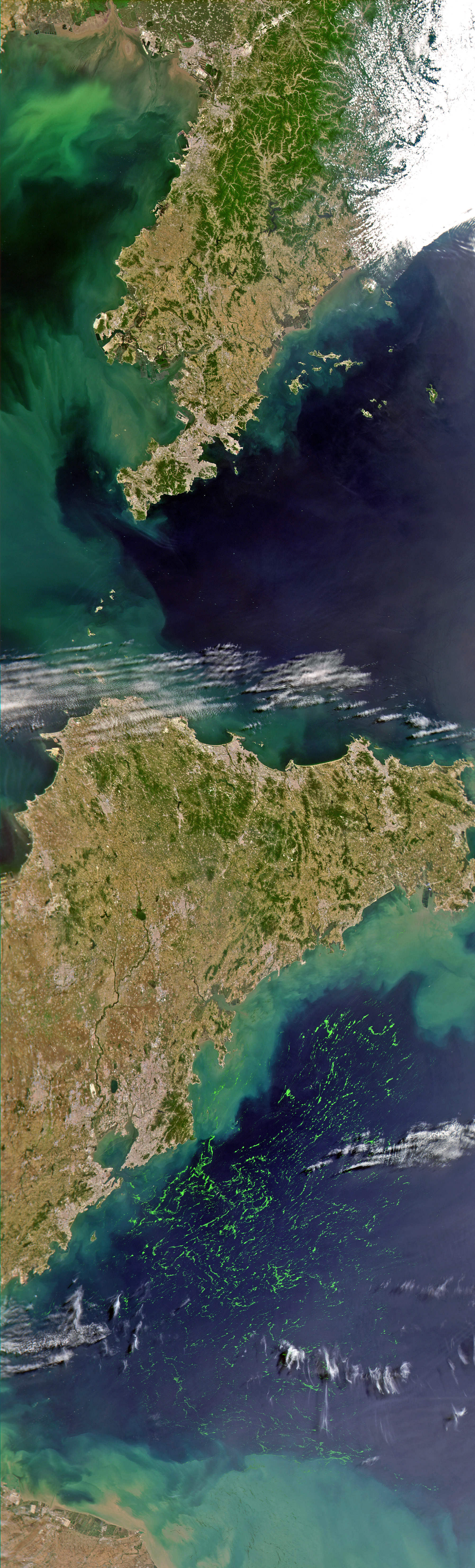 Green Seaweed in the Yellow Sea - related image preview