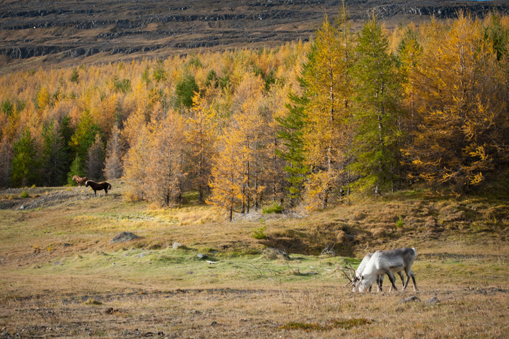 Grazing with Iceland’s Reindeer - related image preview