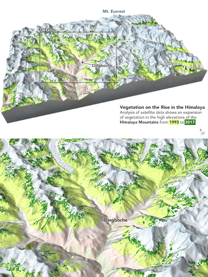Everest-Area Plant Life Spreads - related image preview