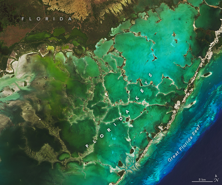 The Changing Seas of the Florida Keys - related image preview