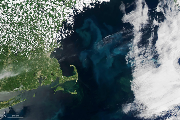 Phytoplankton Productivity Down in Gulf of Maine - related image preview