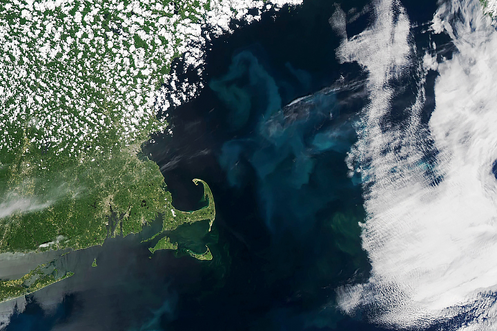 Phytoplankton Productivity Down in Gulf of Maine