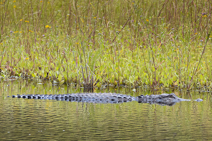 Myakka River State Park - related image preview