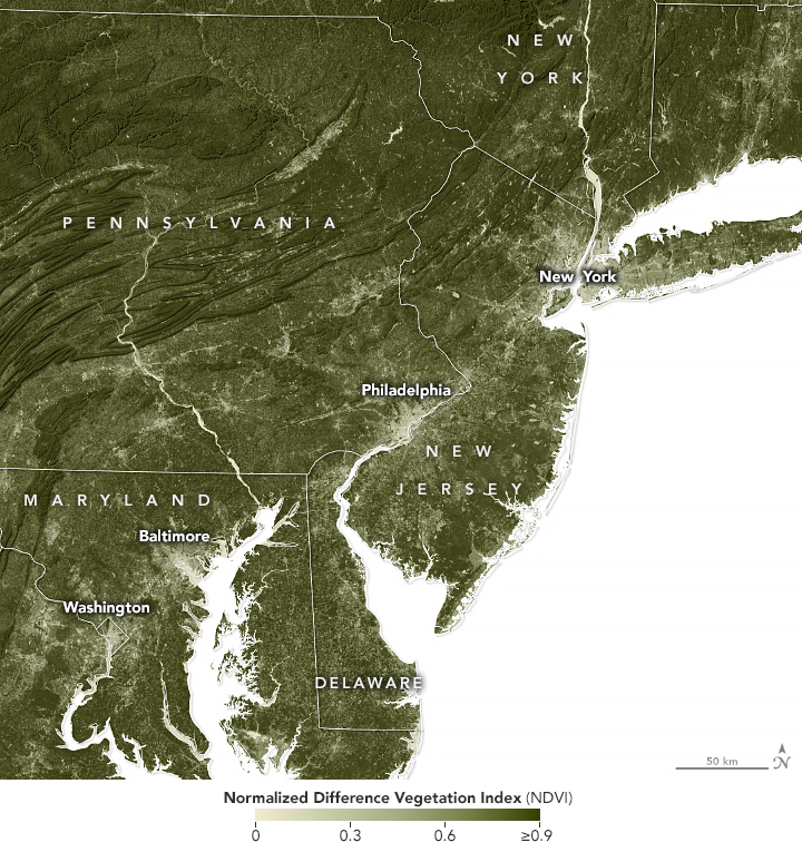 The Inequitable Distribution of Urban Trees - related image preview