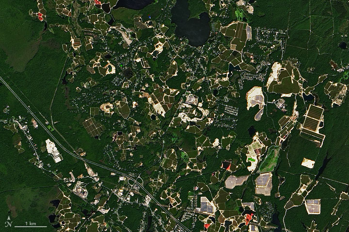 Cranberry Bogs in Plymouth County - related image preview