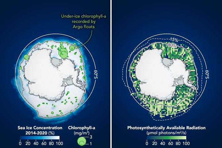 Phytoplankton May Be Abundant Under Antarctic Sea Ice