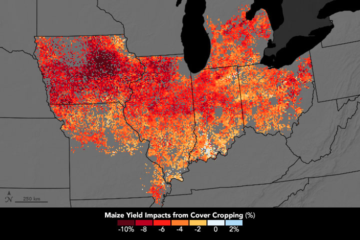 Midwest Farmers Using Cover Crops Take Small Yield Hit - related image preview