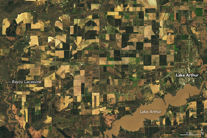 Flooded Rice Fields in Louisiana