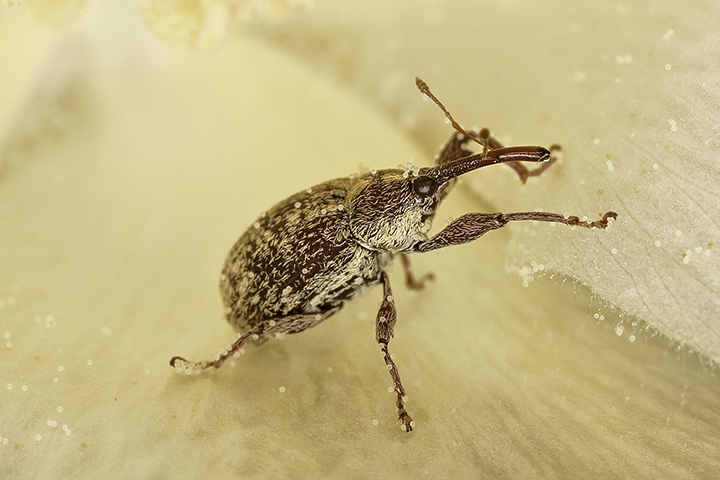 Battling Boll Weevils in Texas - related image preview