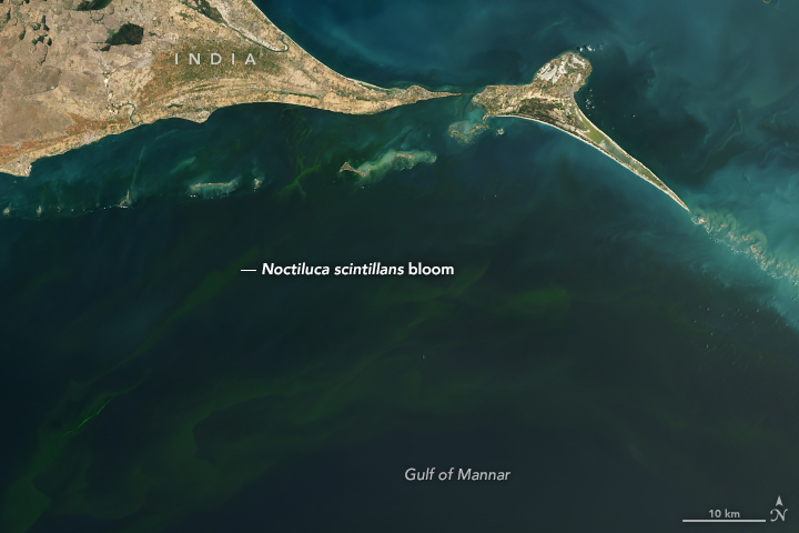 Deadly Blooms in the Gulf of Mannar