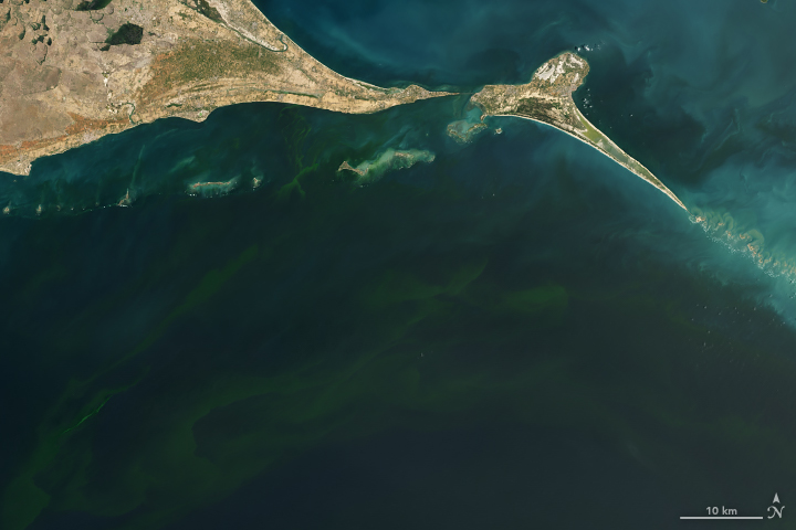 Deadly Blooms in the Gulf of Mannar - related image preview