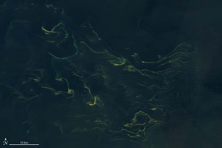 Noctiluca in the North Sea? - related image preview