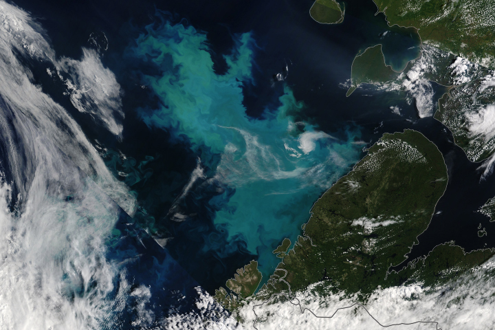 A Bloom in a Changing Barents Sea - selected image