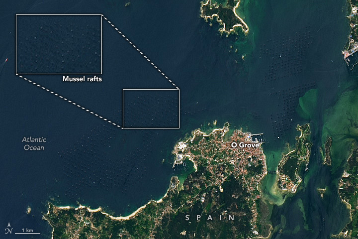 Mussel Rafts of the Rías de Arousa