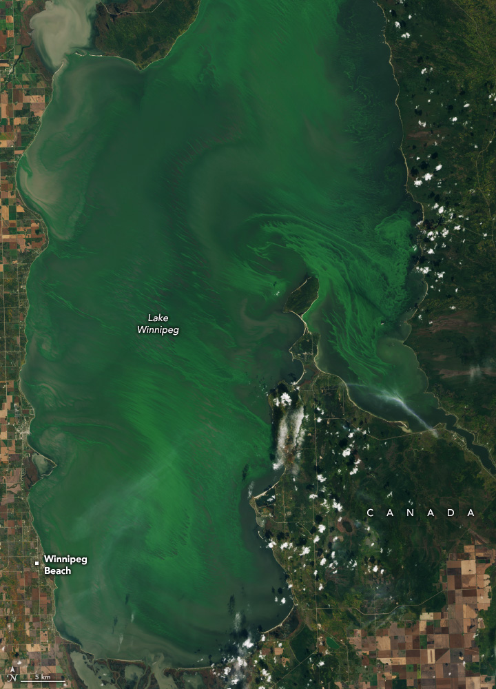 Emerald Swirls of Algae in Lake Winnipeg