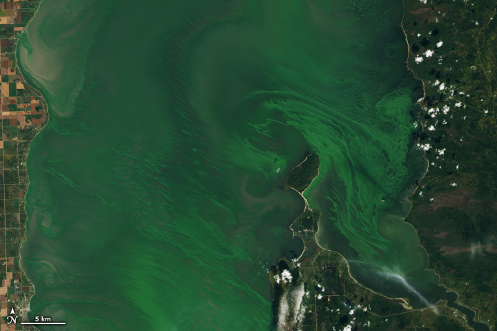 Emerald Swirls of Algae in Lake Winnipeg - related image preview