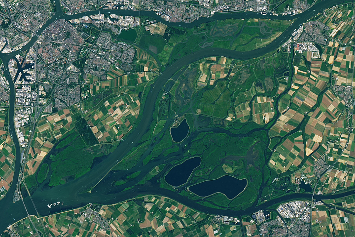 The Biesbosch of the Netherlands